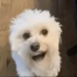 Nossa Nossa Nossa Nossa
