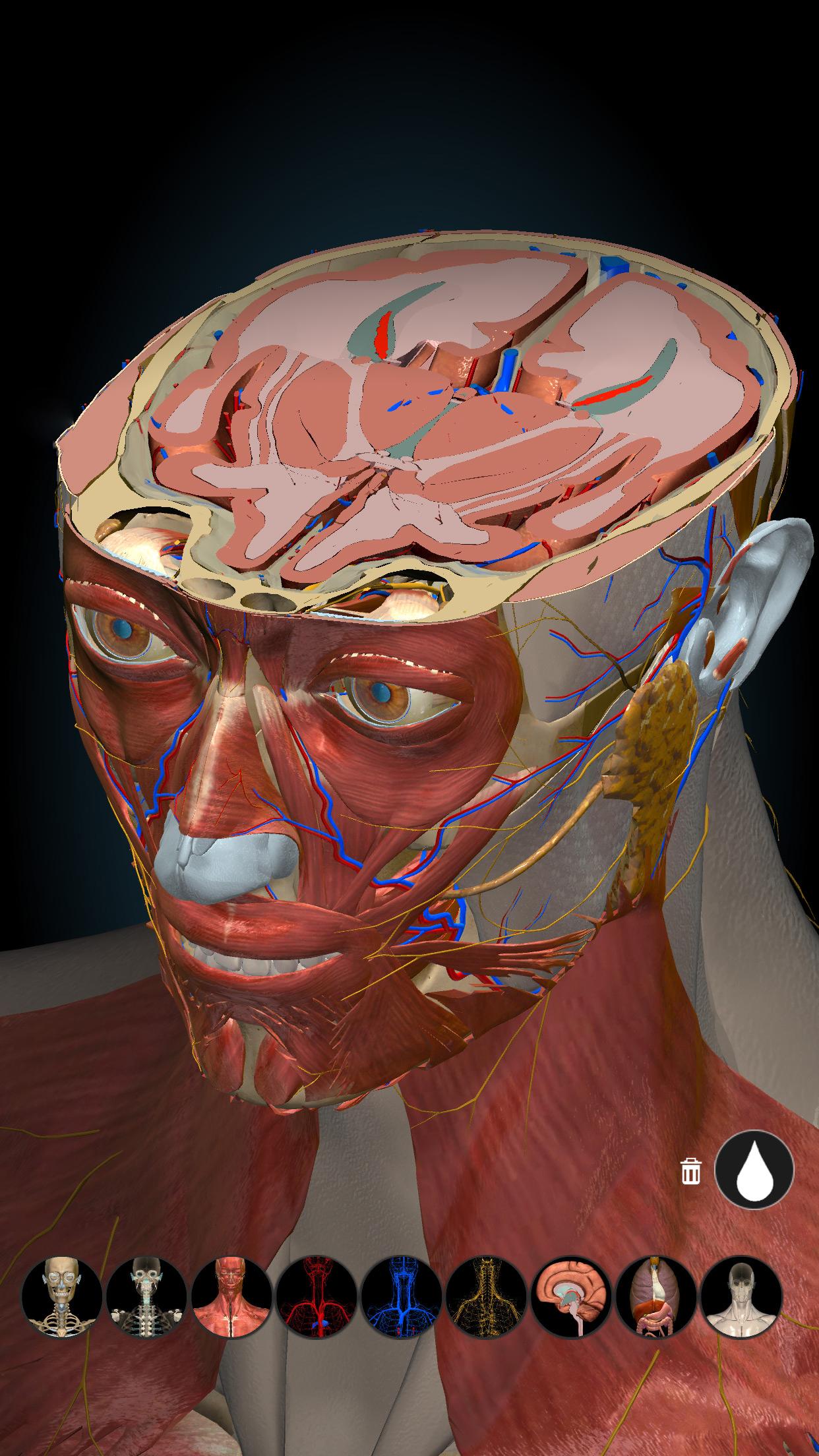 Anatomy Learning Anatomy Learning