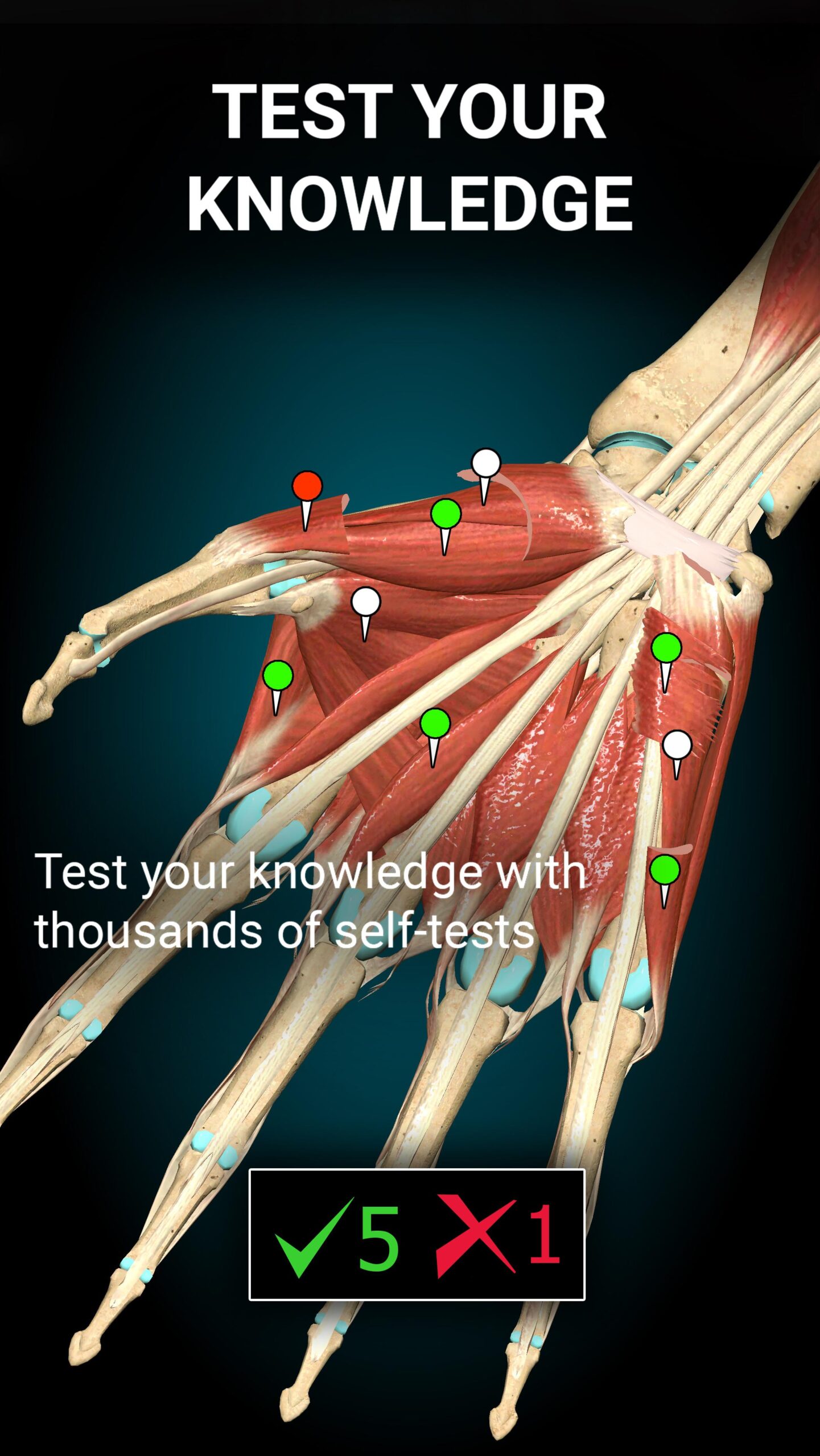 Anatomy Learning Anatomy Learning