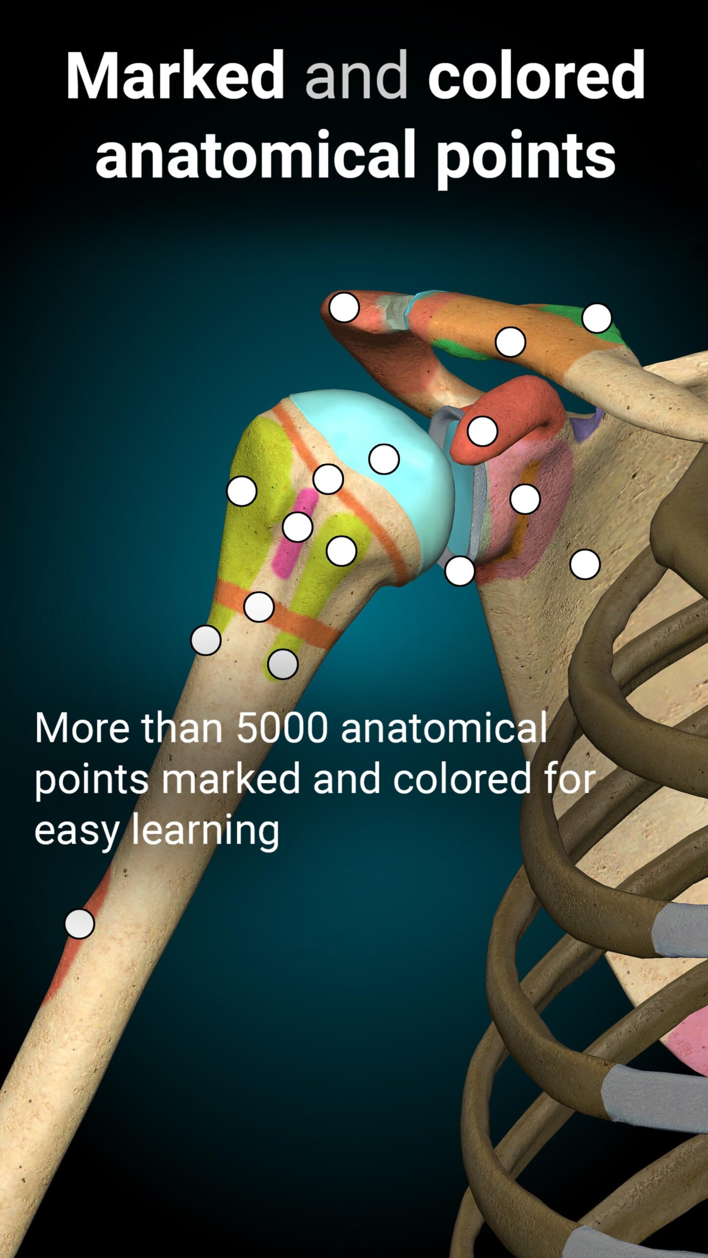 Anatomy Learning 3