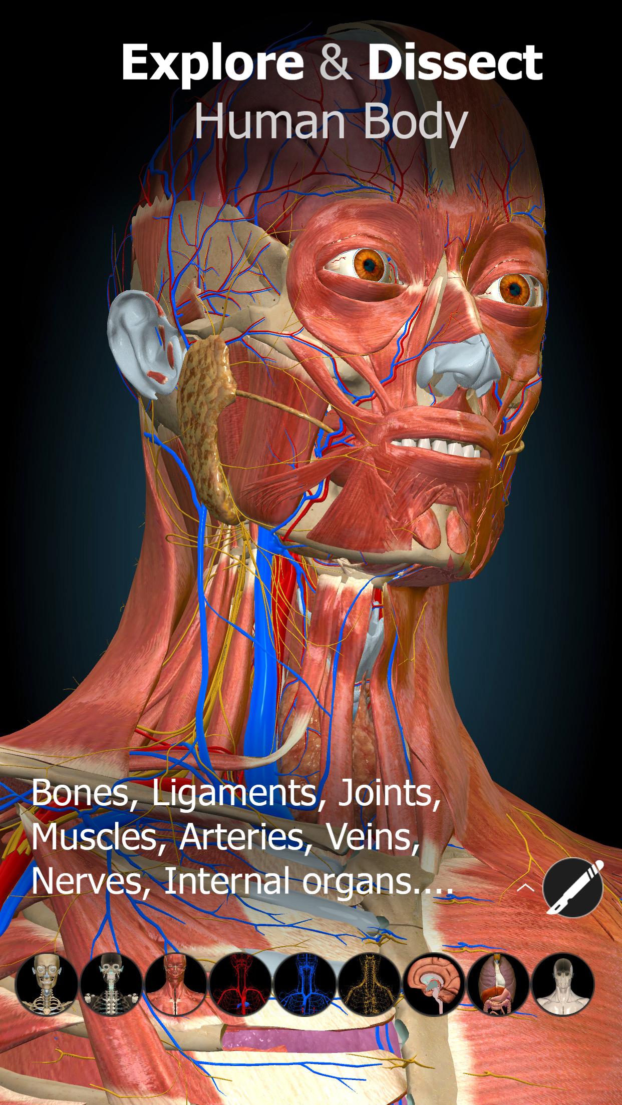 Anatomy Learning 1