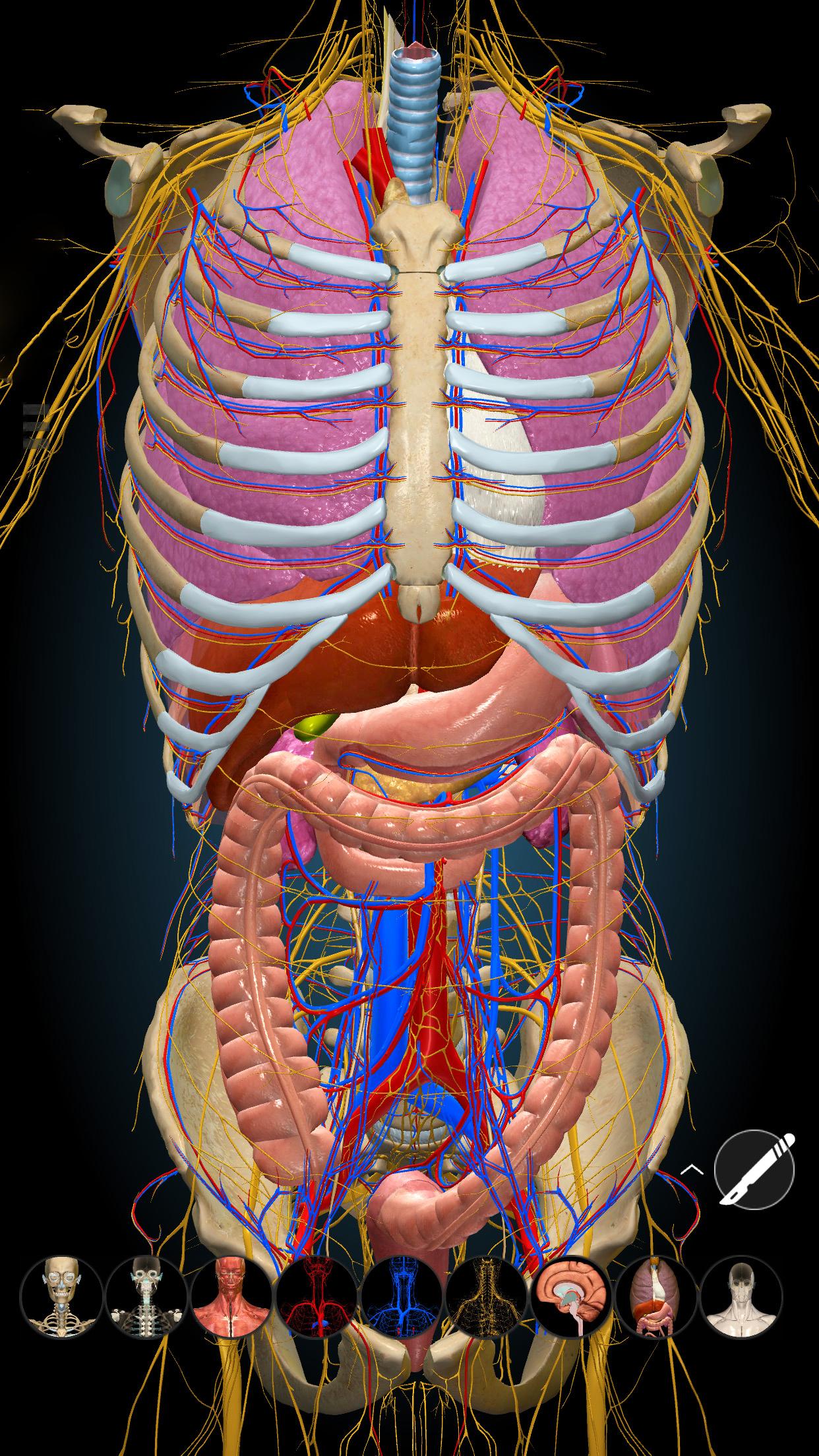 Anatomy Learning Anatomy Learning