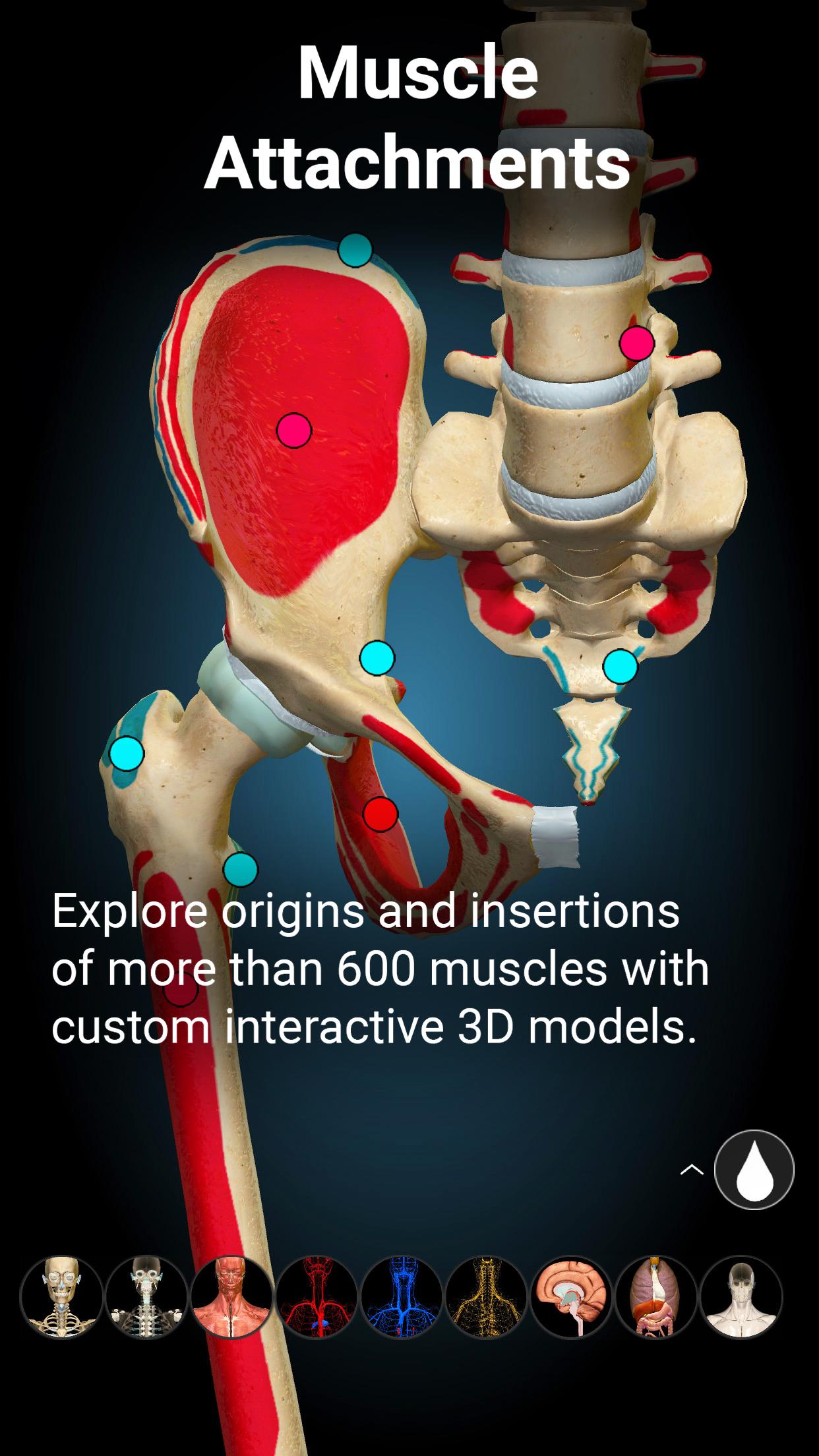 Anatomy Learning 4