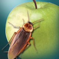 蟑螂模拟器 v1.0苹果版 图标